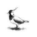 Lapwing