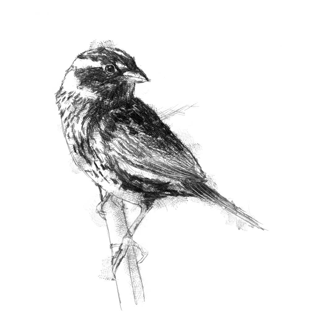 Sparrow