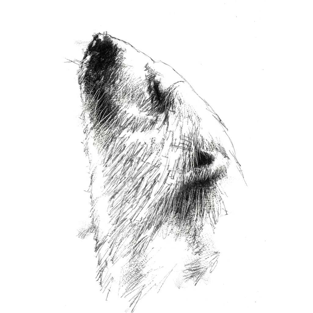 Polar bear