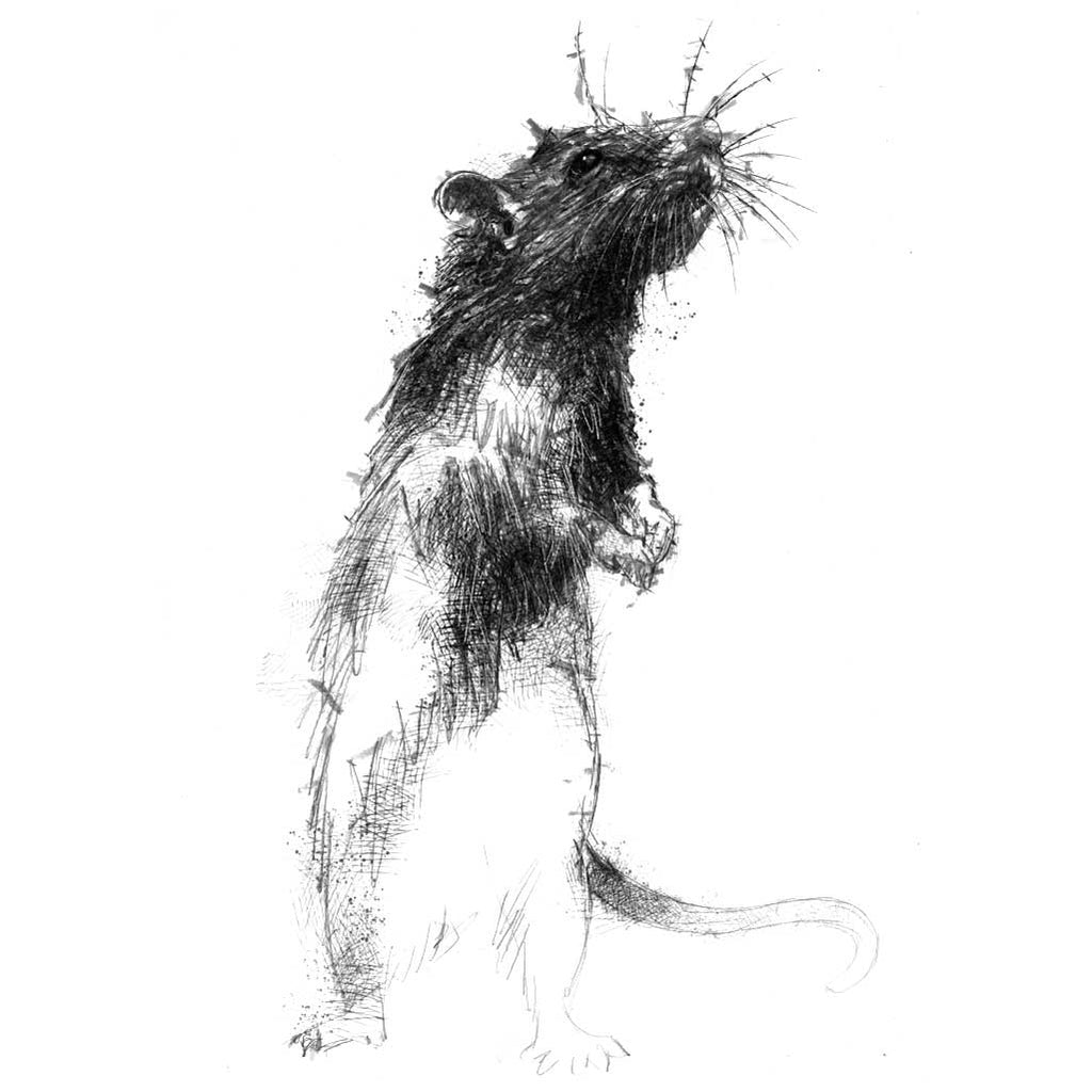 Brown rat