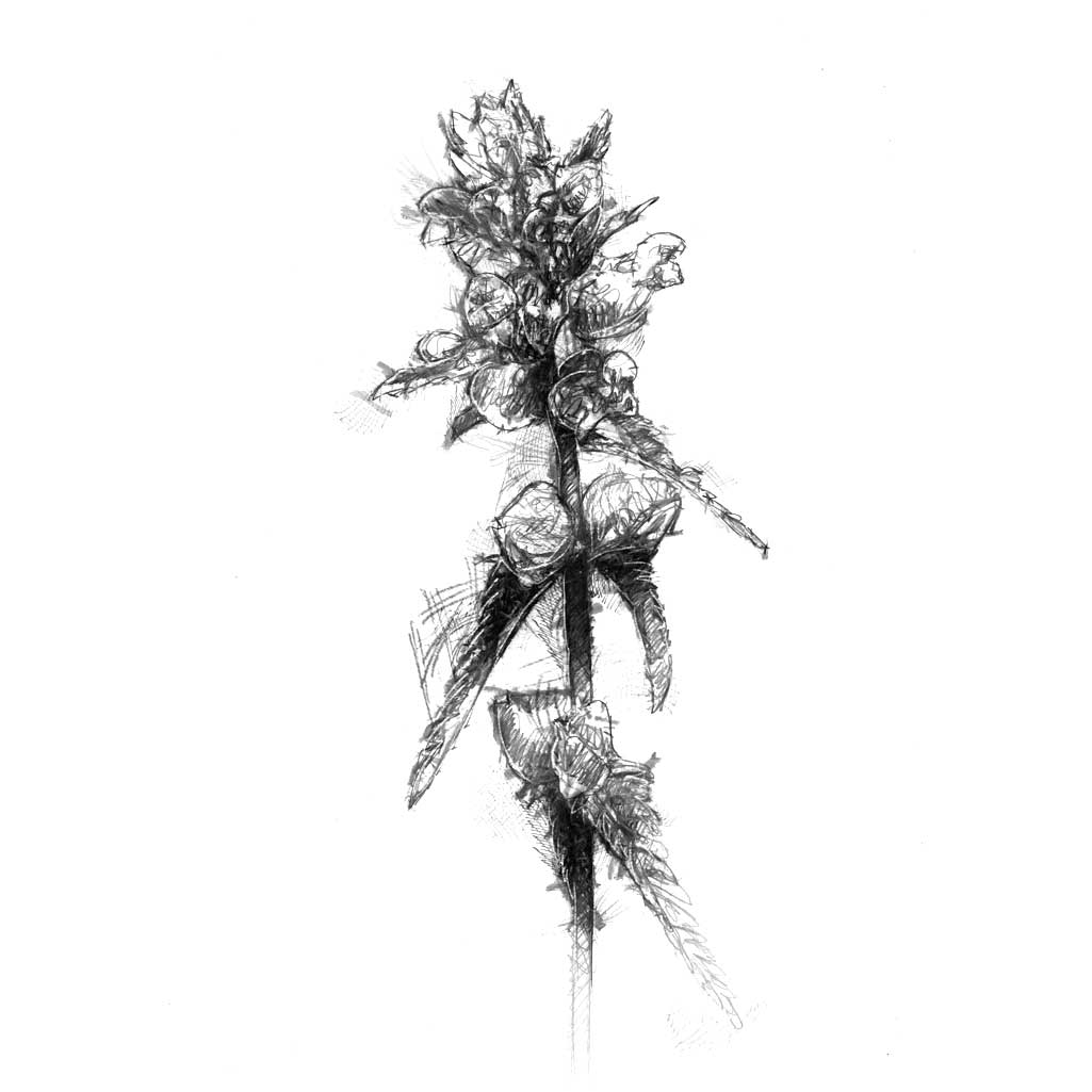 Wild flower