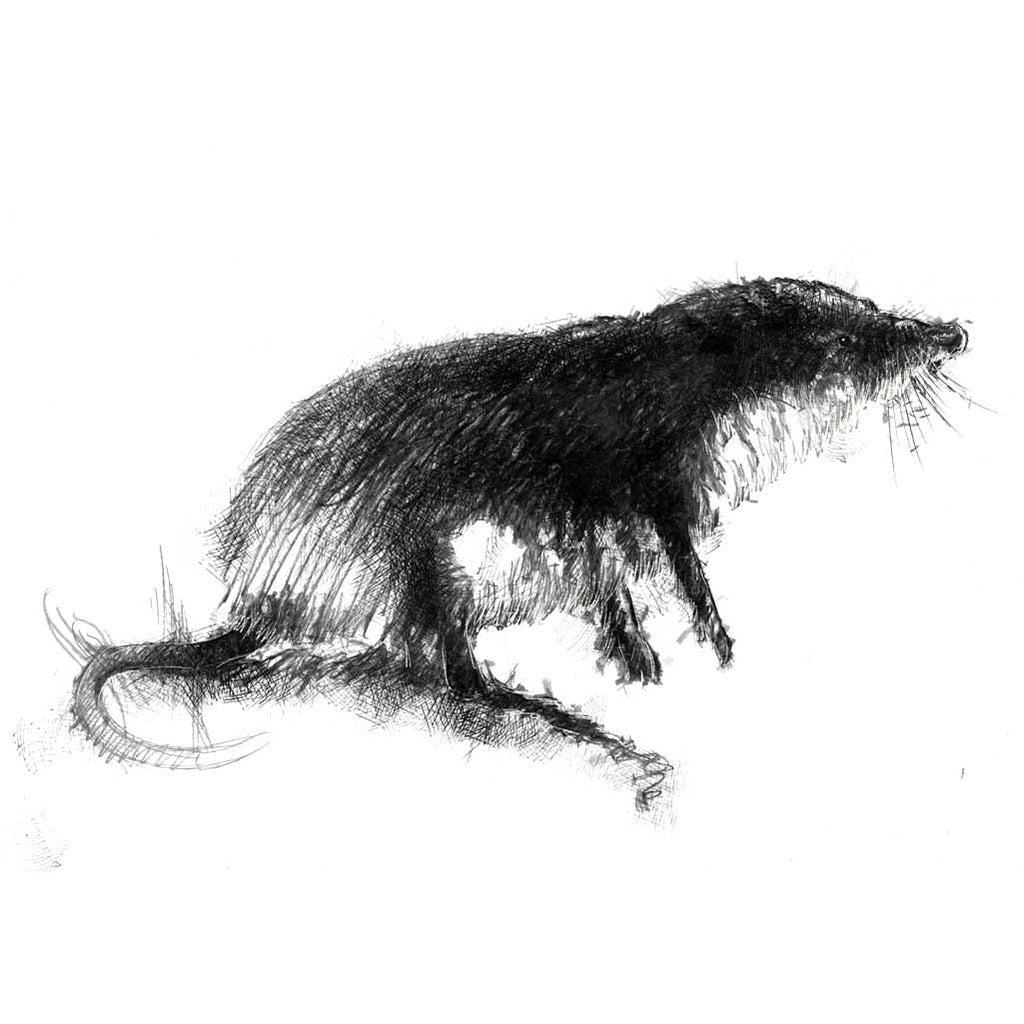 Shrew