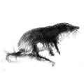 Shrew