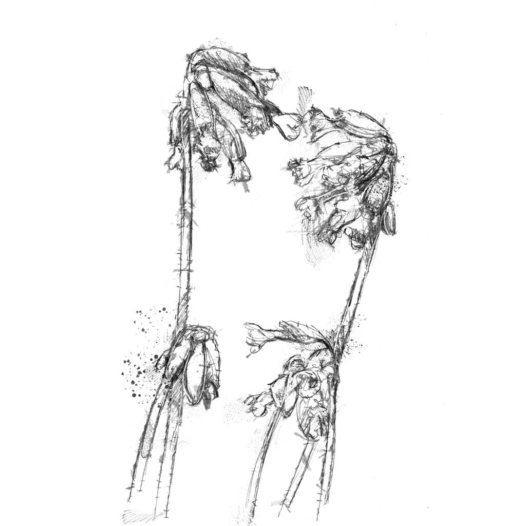 Cowslip