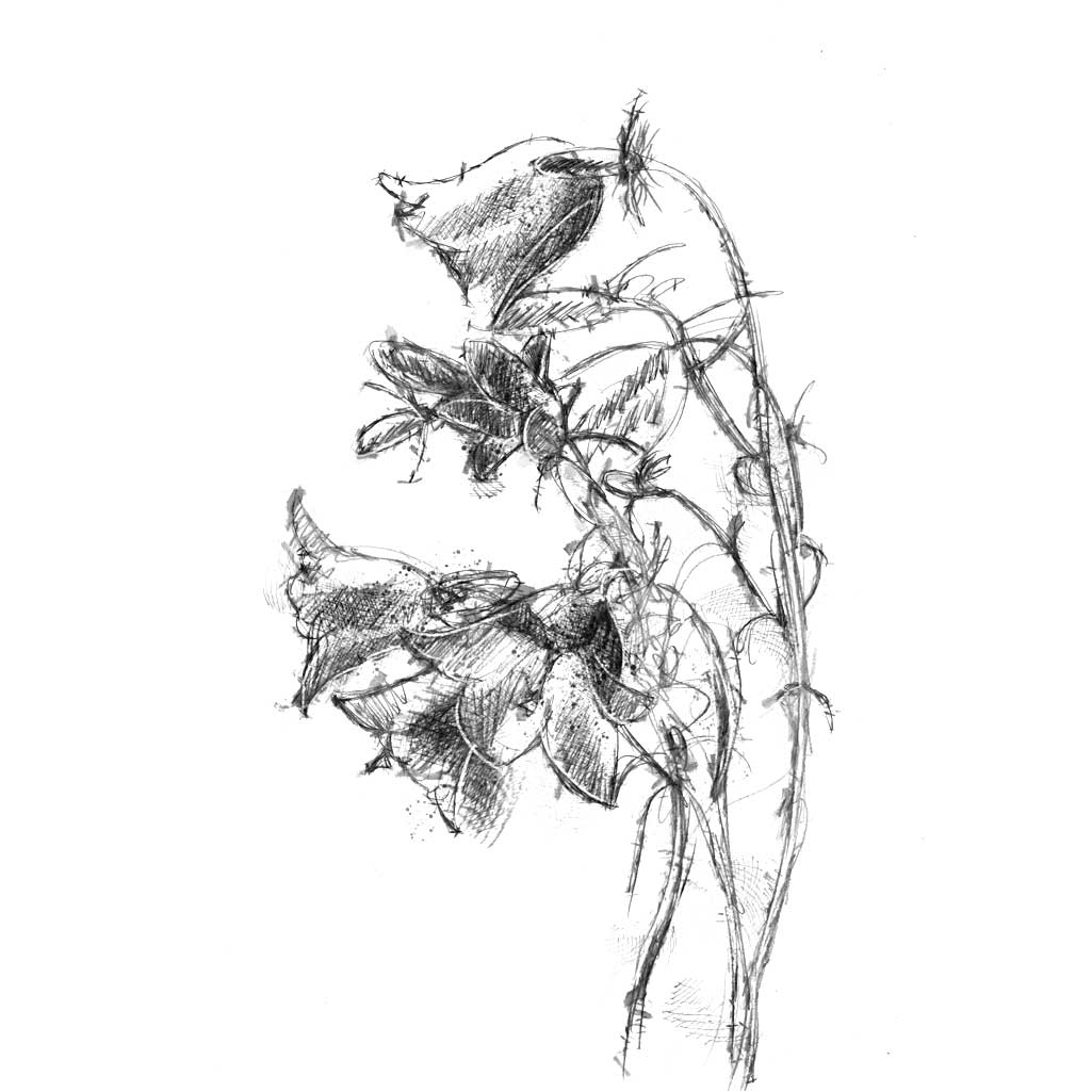 Harebell flower