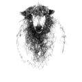 Curly wool ewe