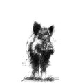 Wild boar