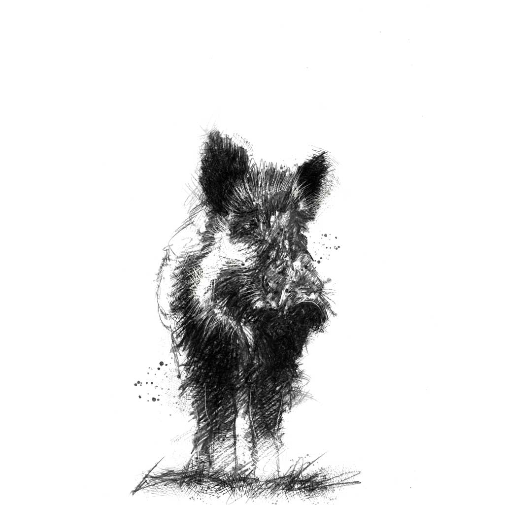 Wild boar