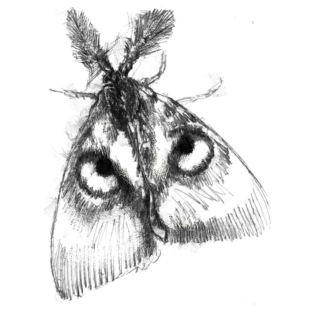 Hawk moth