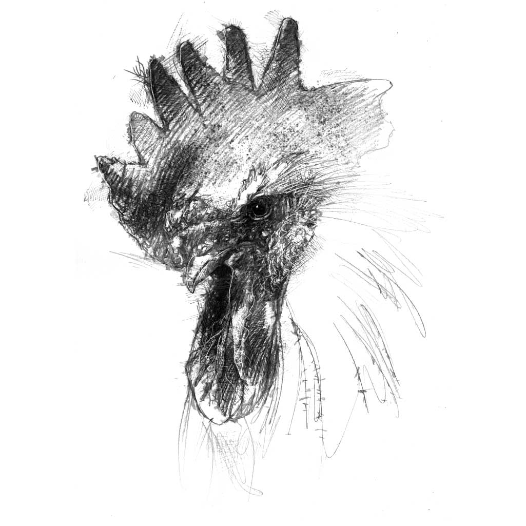 Cockerel head