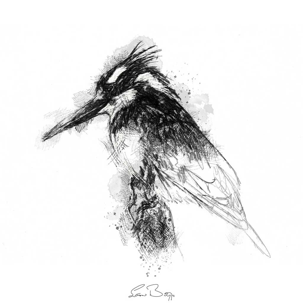 Pied kingfisher