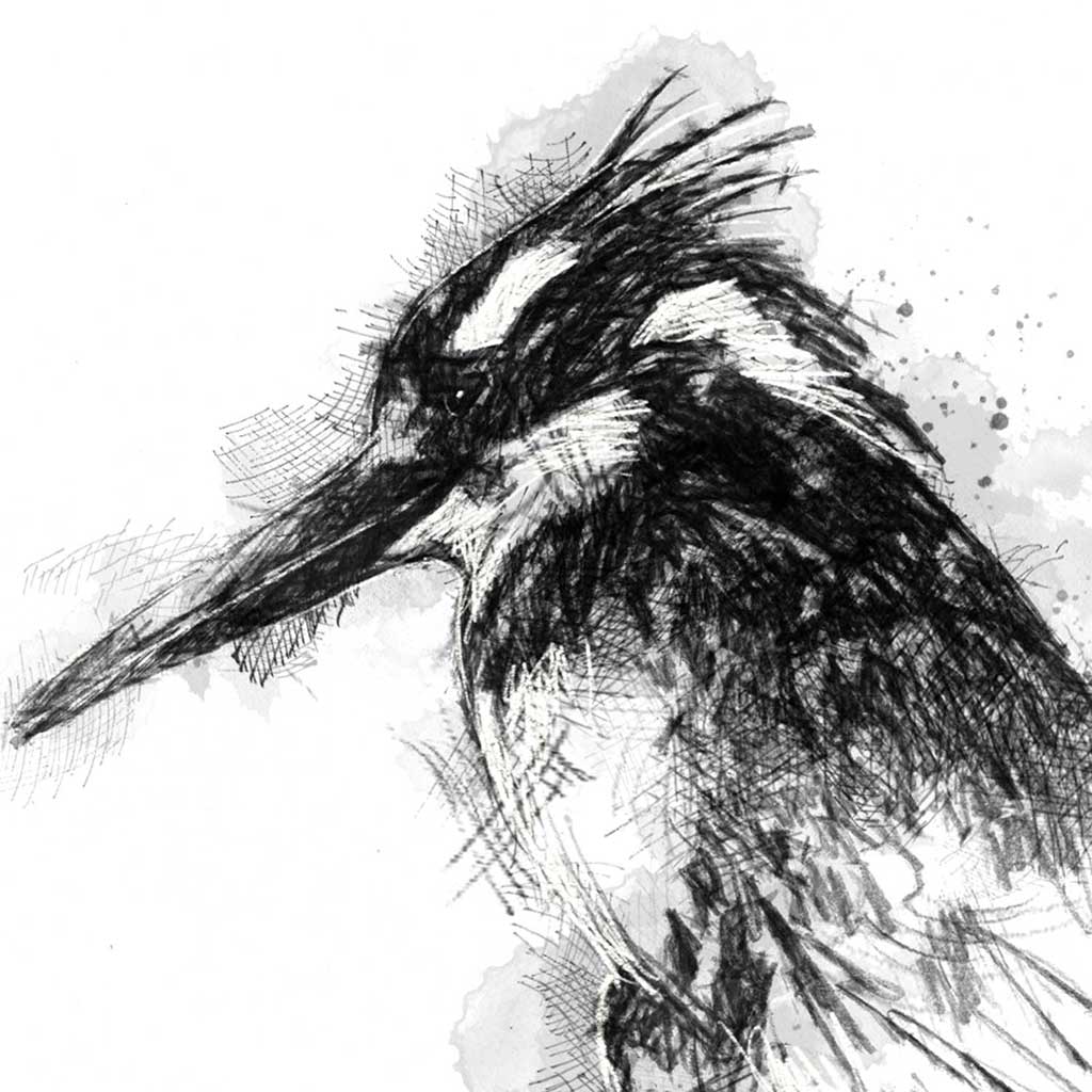 Pied kingfisher
