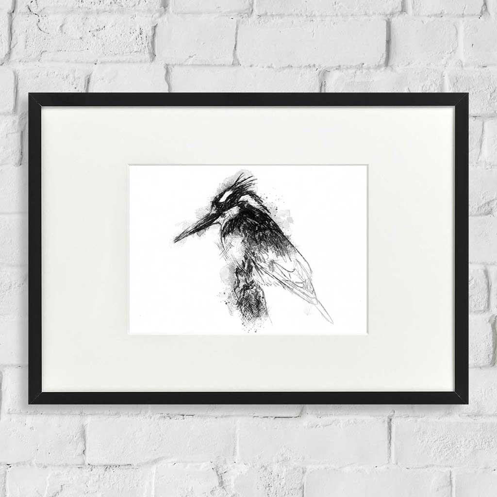 Pied kingfisher