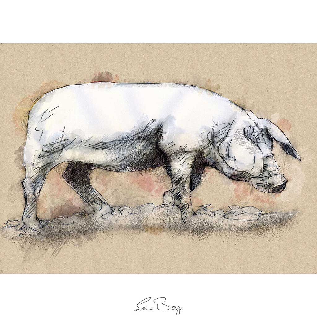 Large sow