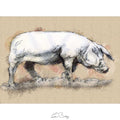 Large sow