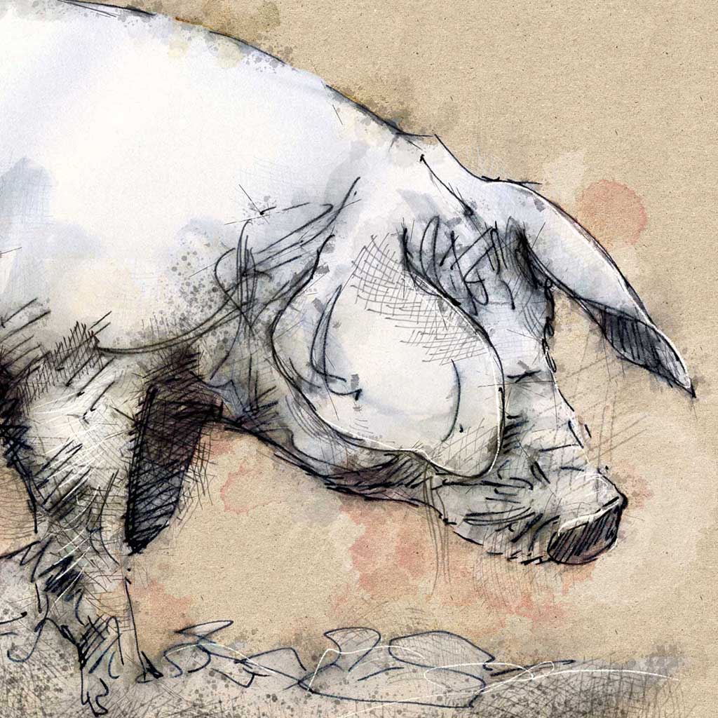 Large sow