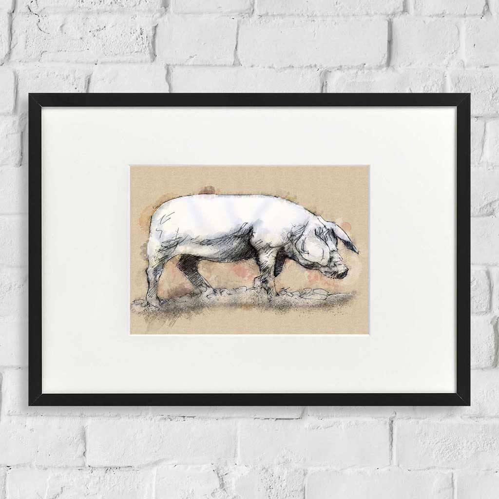 Large sow