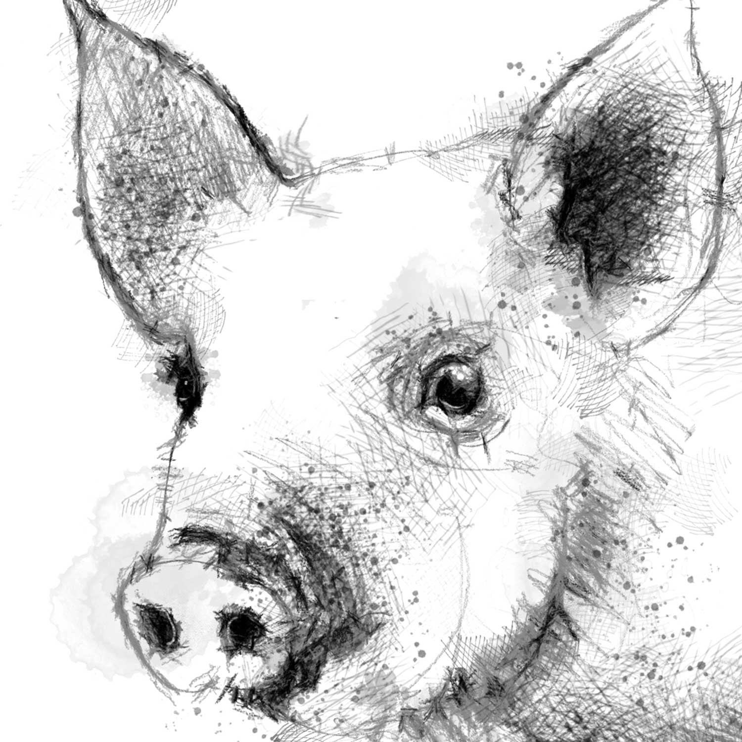 Little piglet
