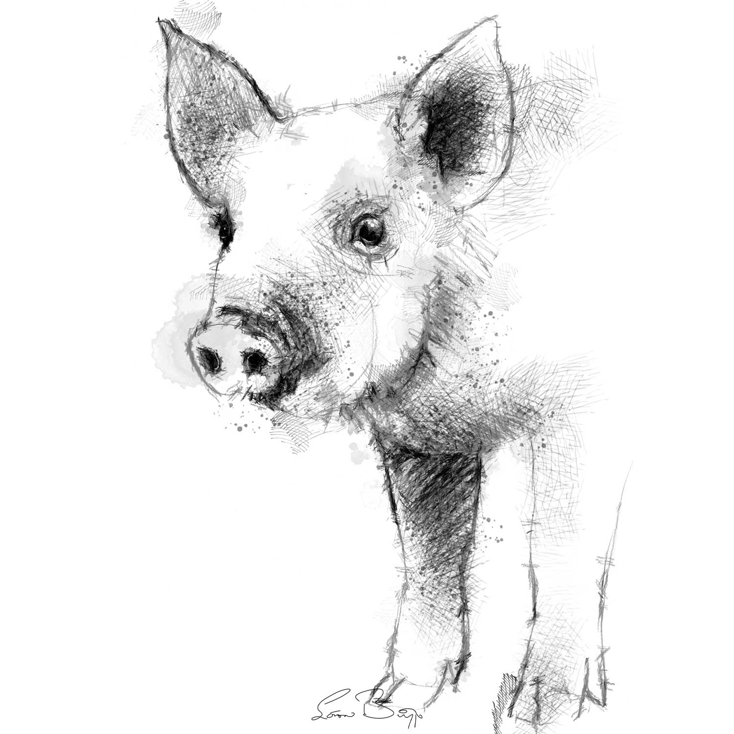 Little piglet