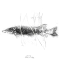 Pike fish