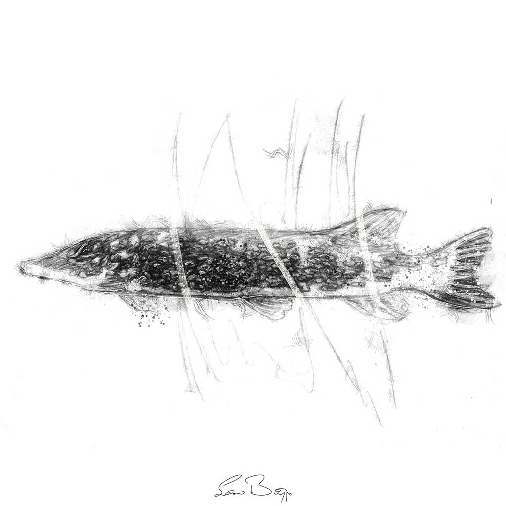 Pike fish