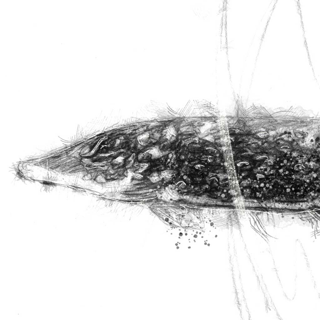 Pike fish