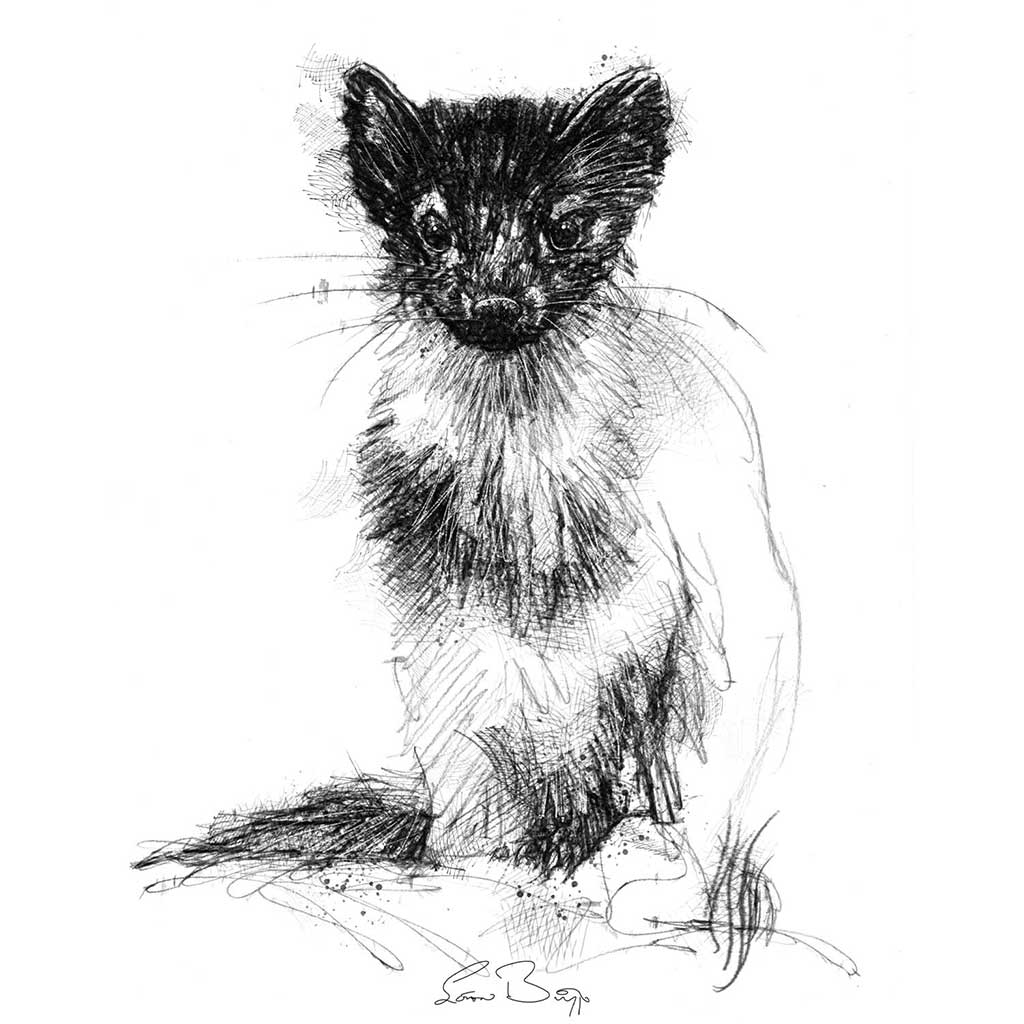 Pine marten
