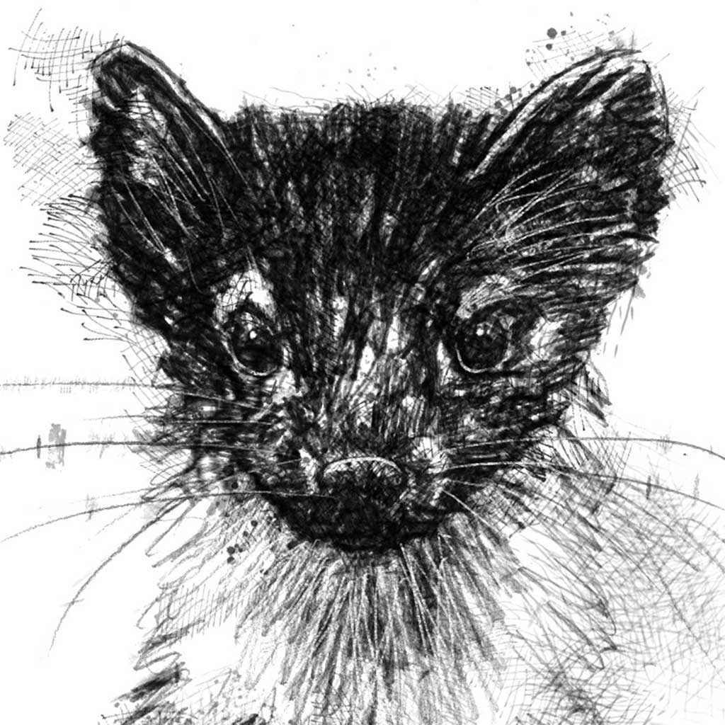 Pine marten