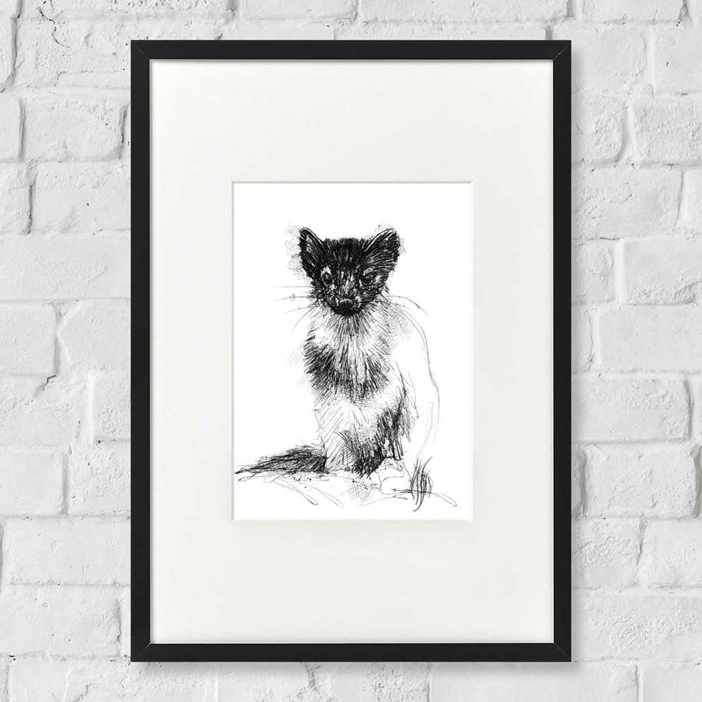 Pine marten