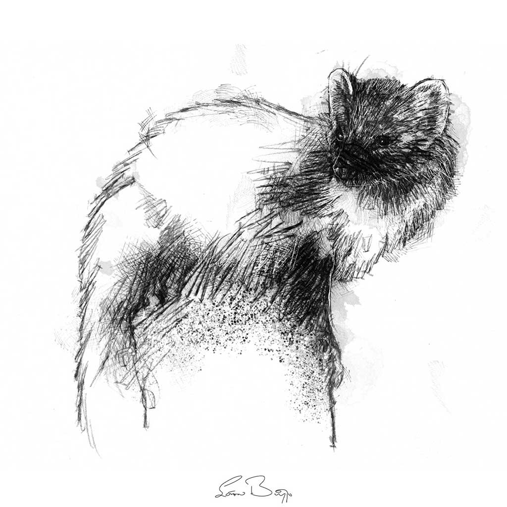 Pine marten
