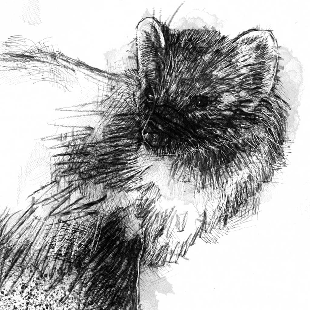Pine marten
