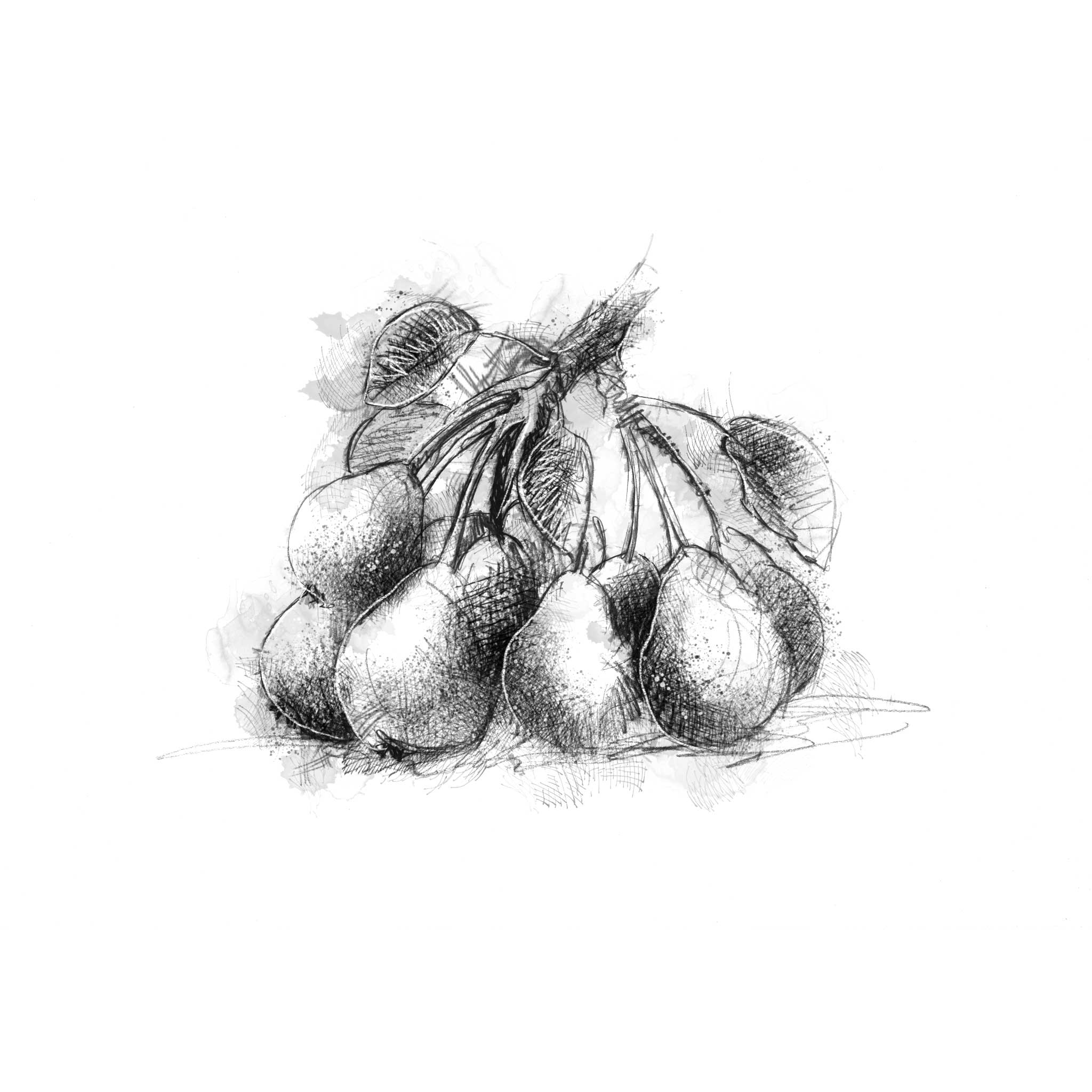 Plymouth Pear - BW Sketch