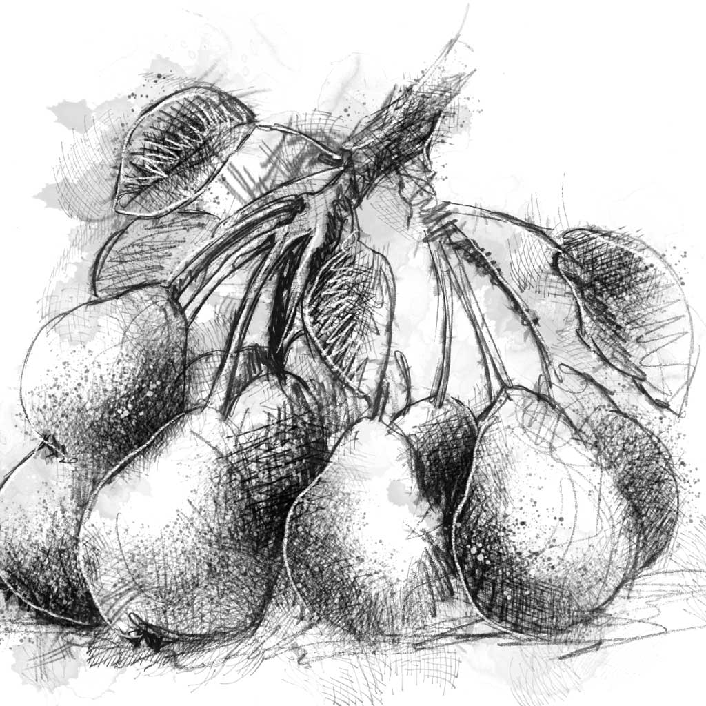 Plymouth Pear - BW Sketch