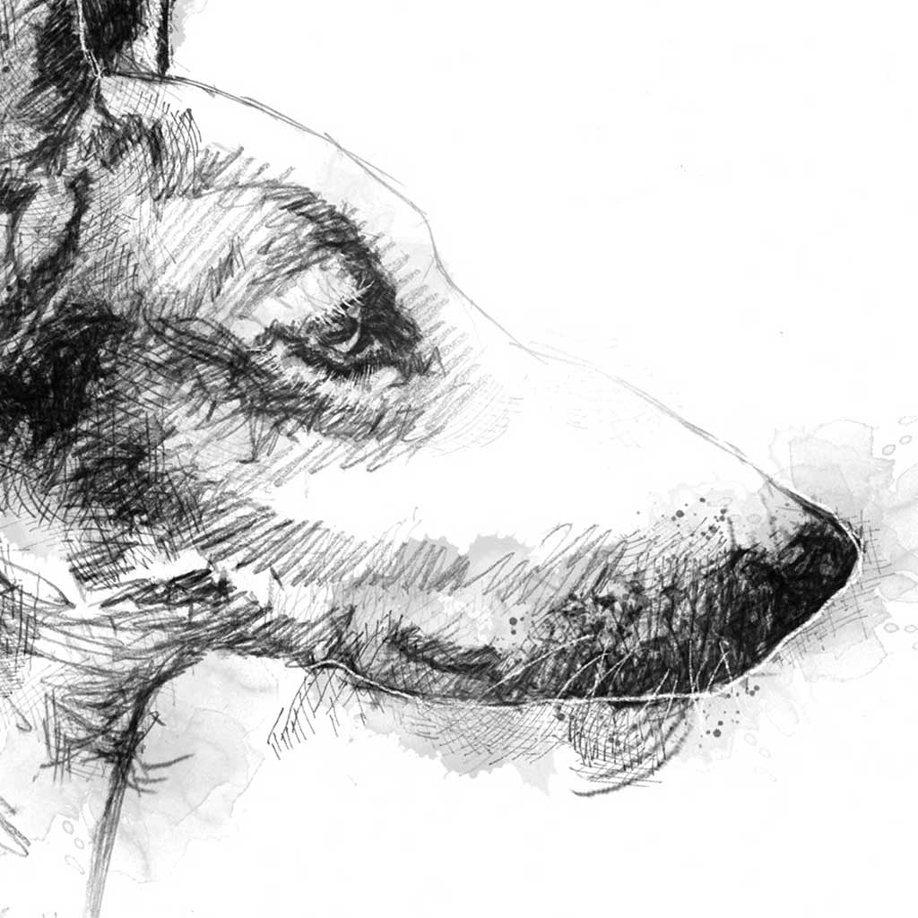 Podenco