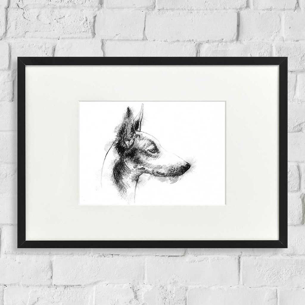 Podenco