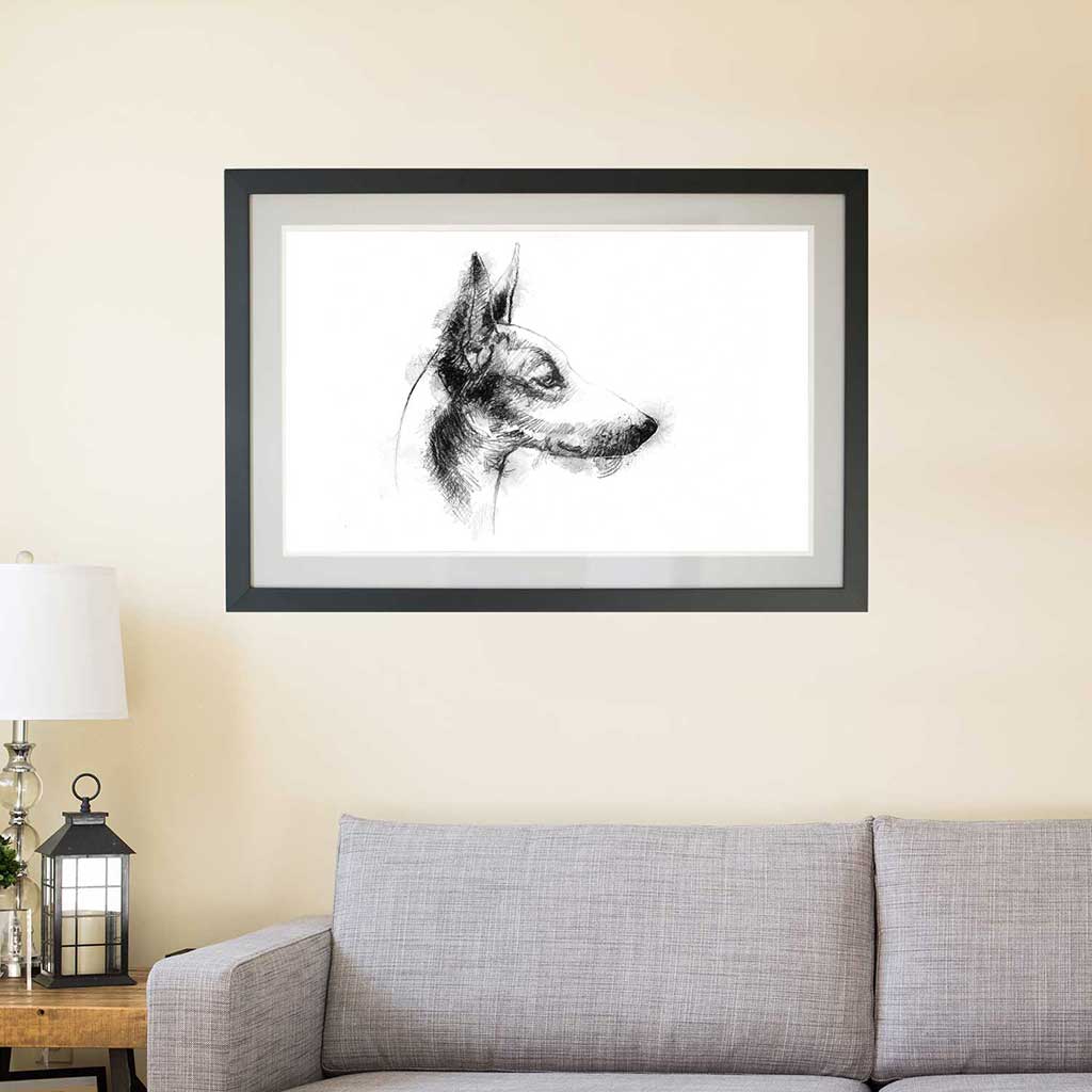 Podenco