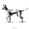 Podenco