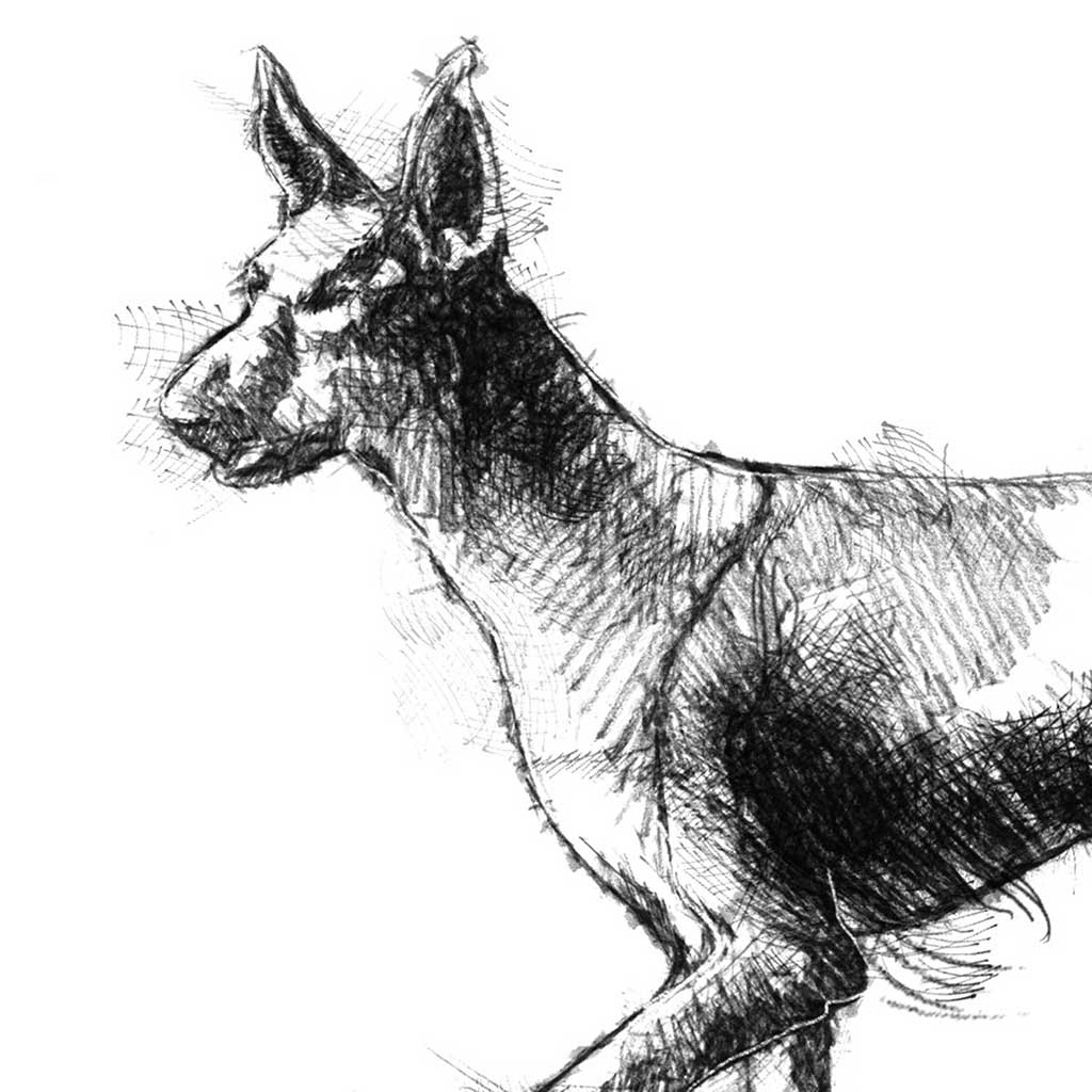 Podenco
