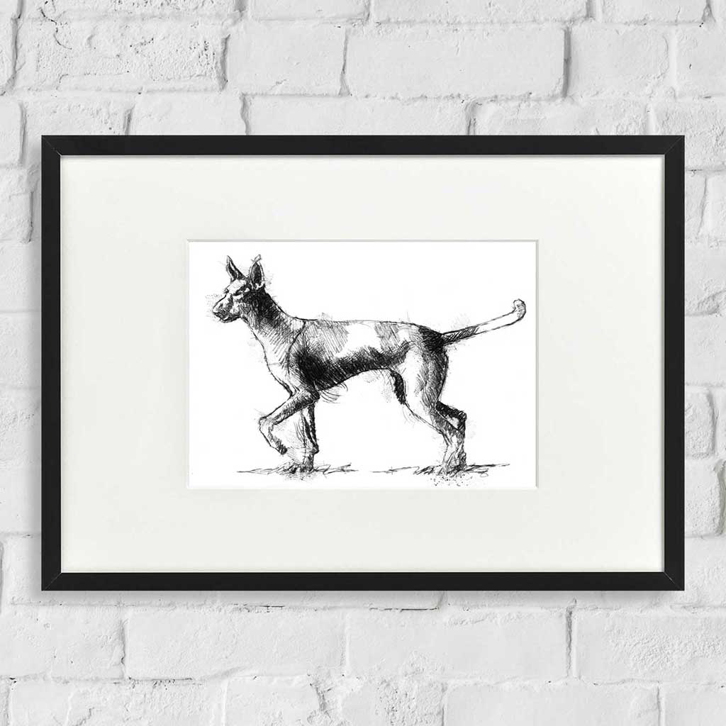 Podenco