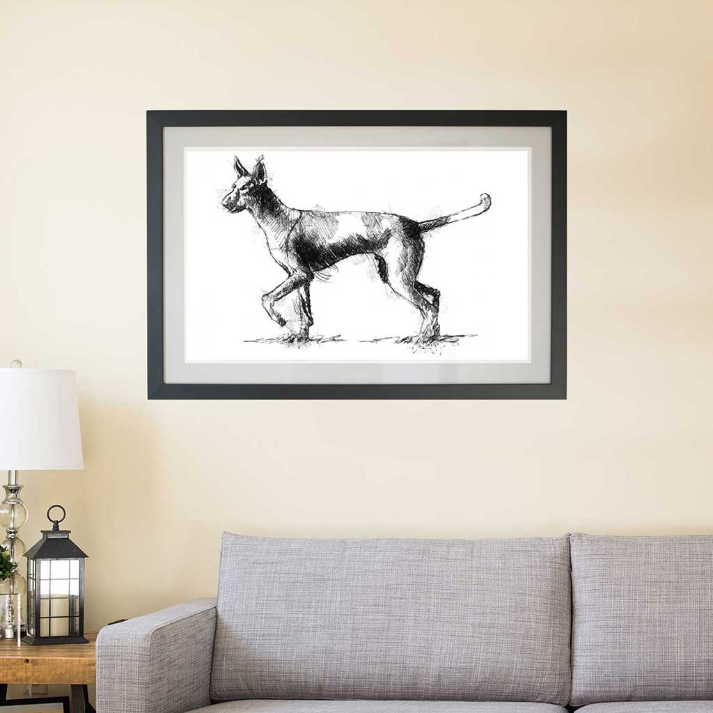 Podenco