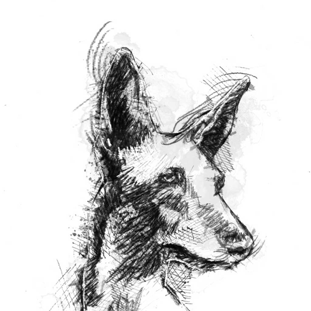 Podenco