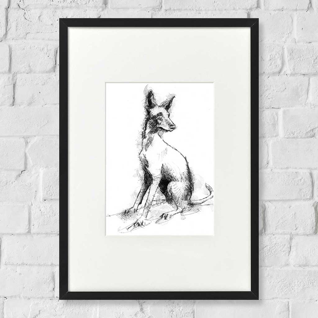 Podenco