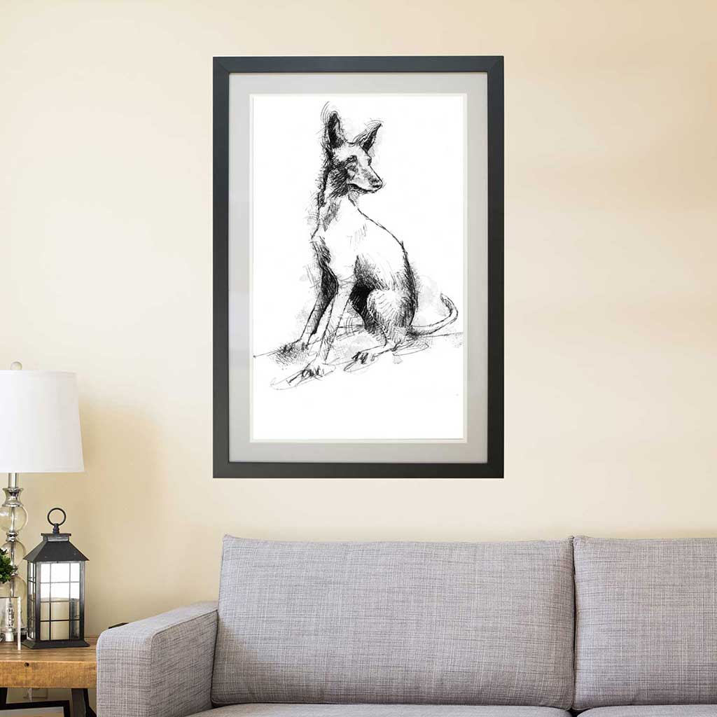 Podenco