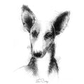 Podenco