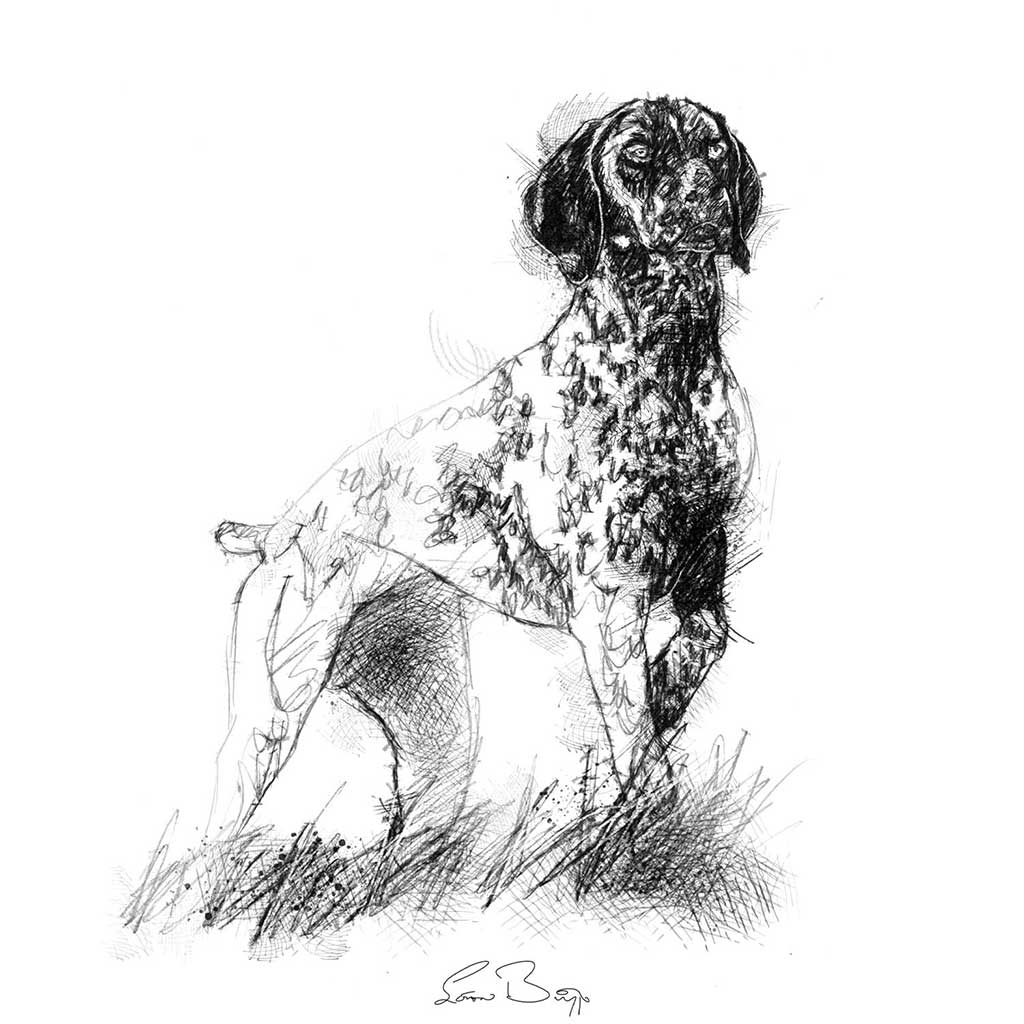 pointer dog