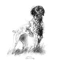 pointer dog