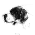 Pointer dog