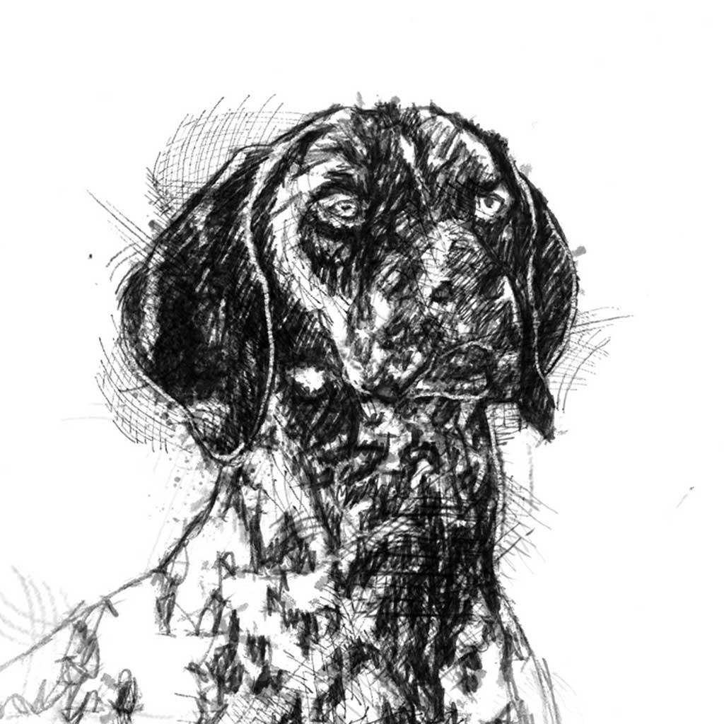 pointer dog