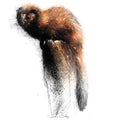 Polecat colour