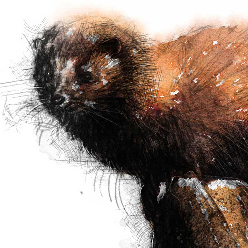Polecat colour